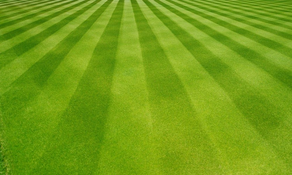 Dream Lawns
