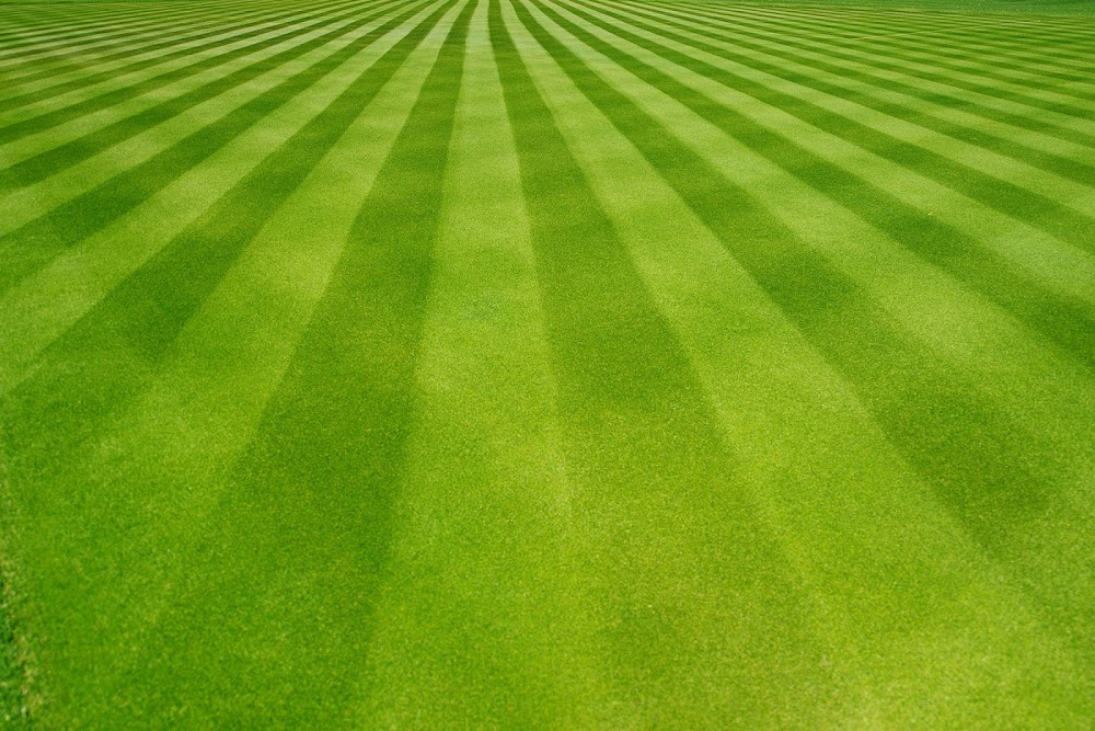 Dream Lawns
