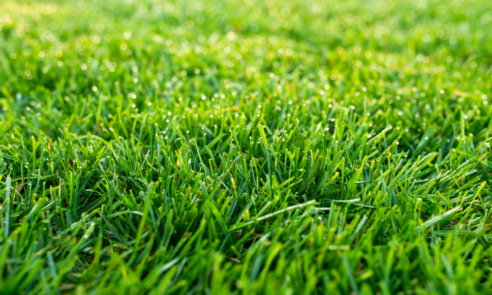 EcoGreen Lawn Care
