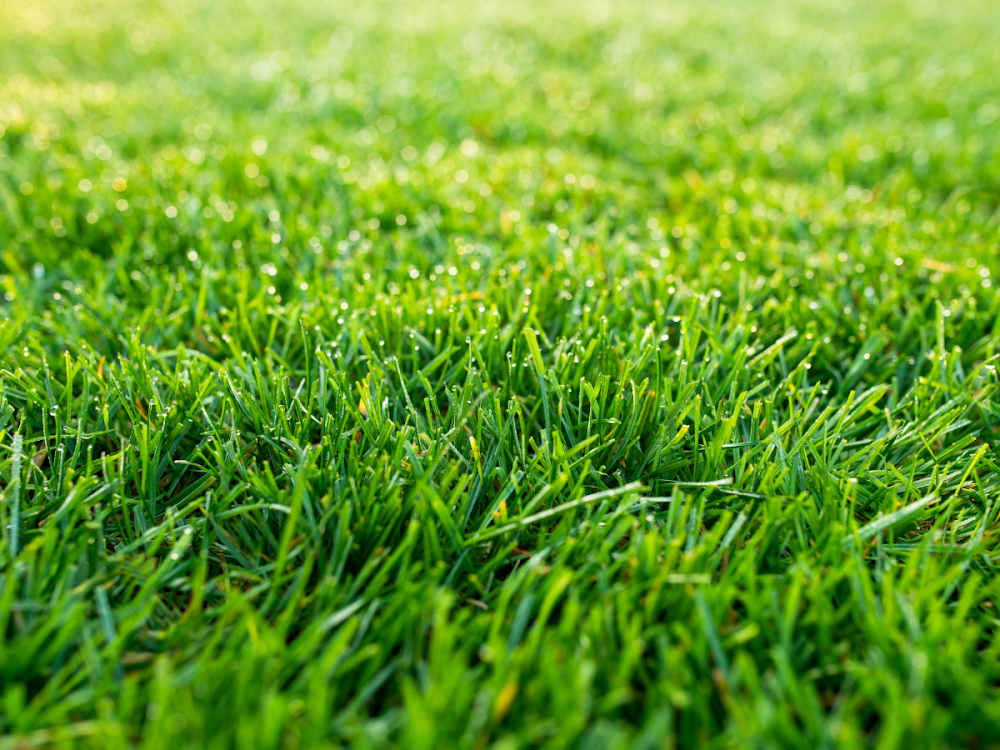 EcoGreen Lawn Care