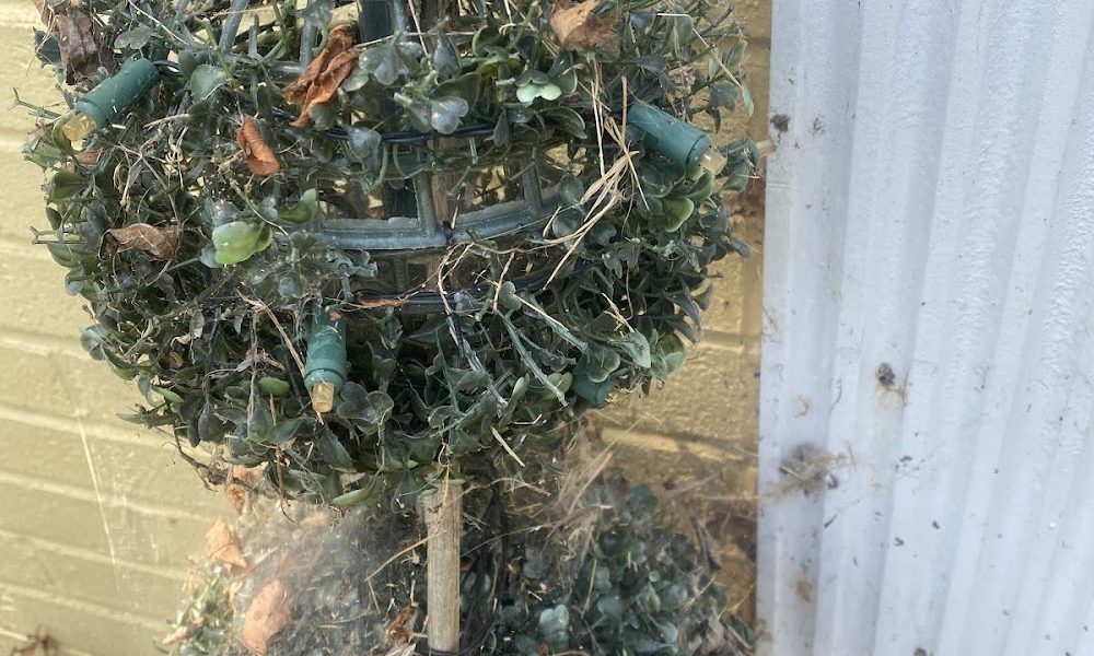 Environmental Pest Control