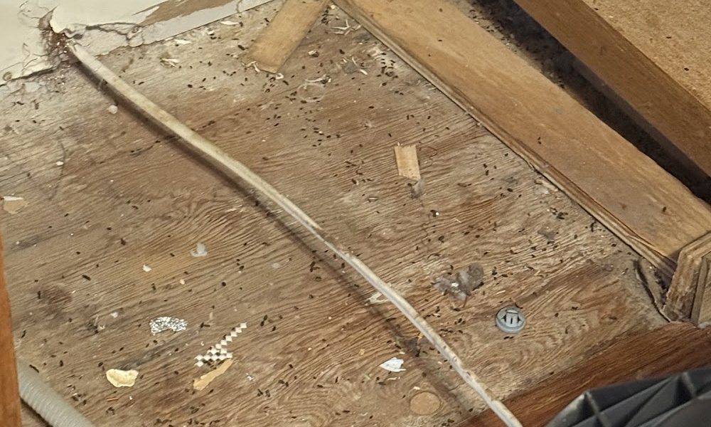 Evictem pest control llc