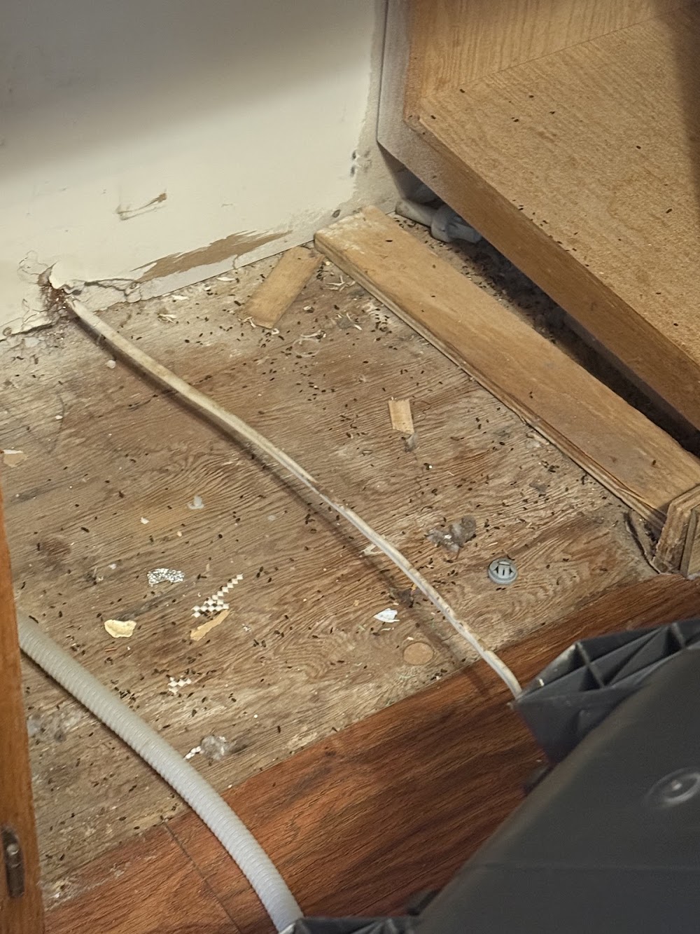 Evictem pest control llc