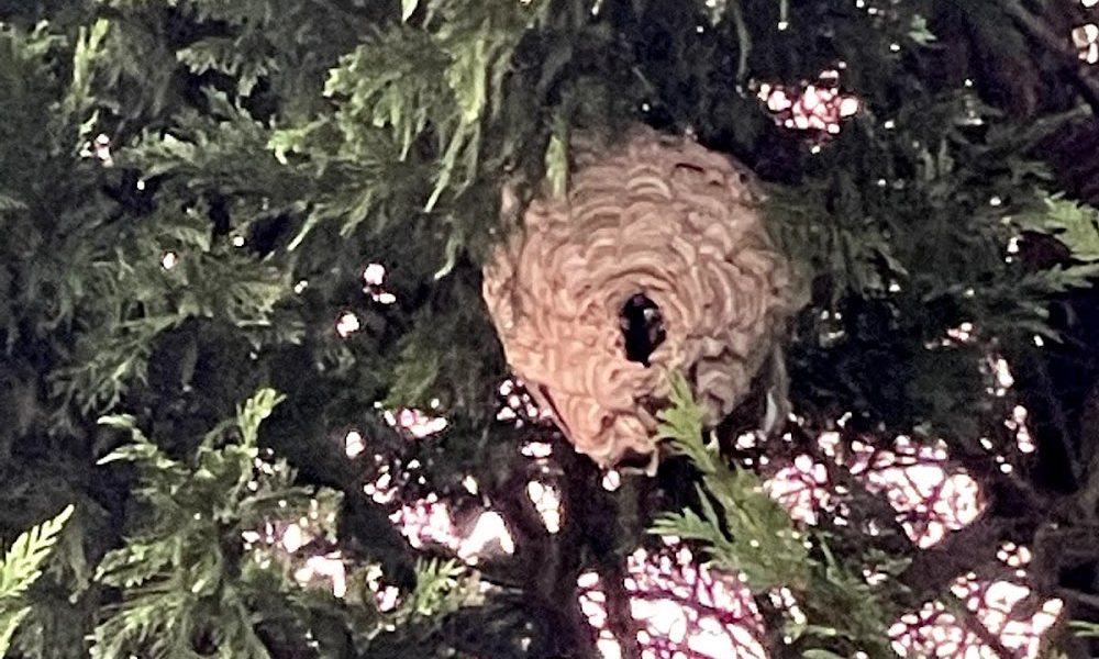 Firefly Pest Protection Services