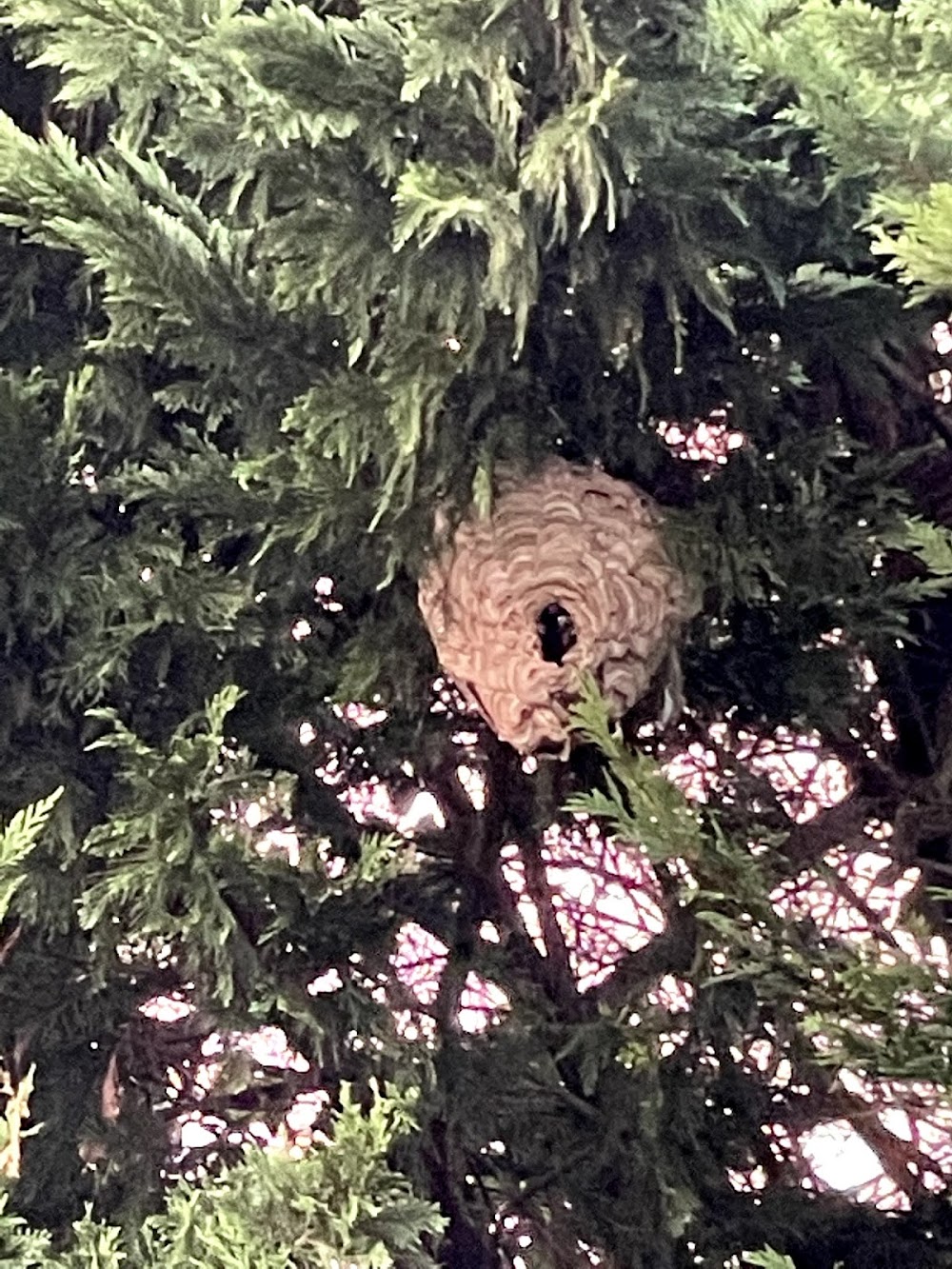 Firefly Pest Protection Services