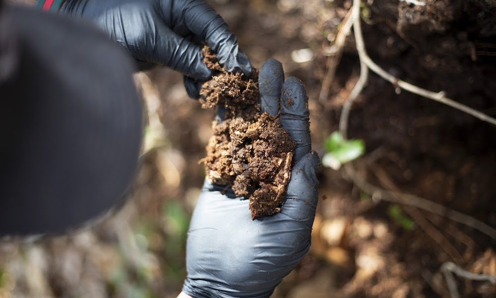 Go-Forth Pest Control