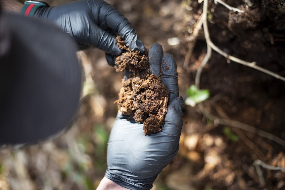 Go-Forth Pest Control