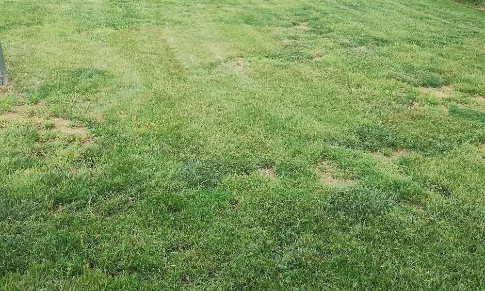 Grown Cuts Lawn-Care LLC