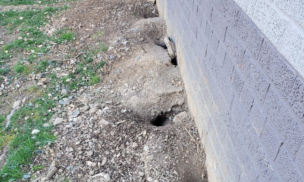 Jankowski Pest Control llc