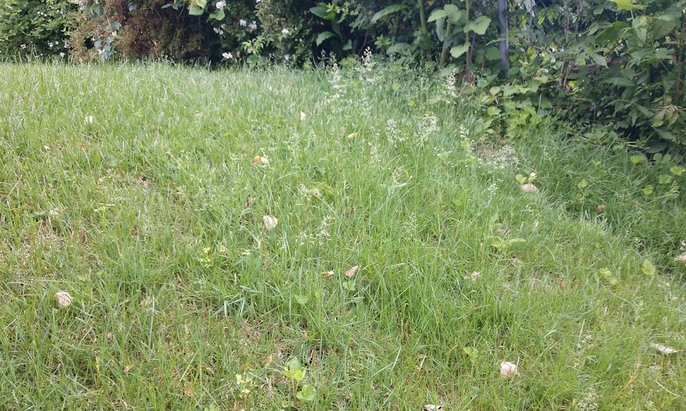 K&A Lawn Care