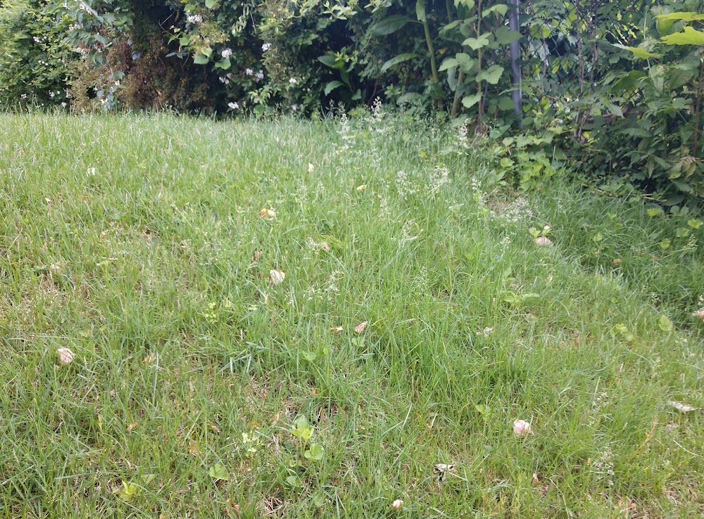 K&A Lawn Care