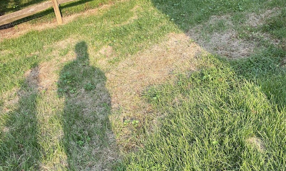 LawnStarter Lawn Care Service