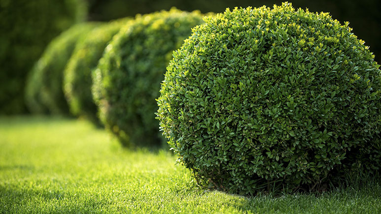 Martinez Landscaping Services — Landscaping service in Clinton MD
