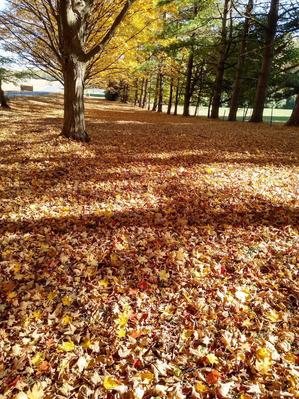 McFall and Berry Landscape Management