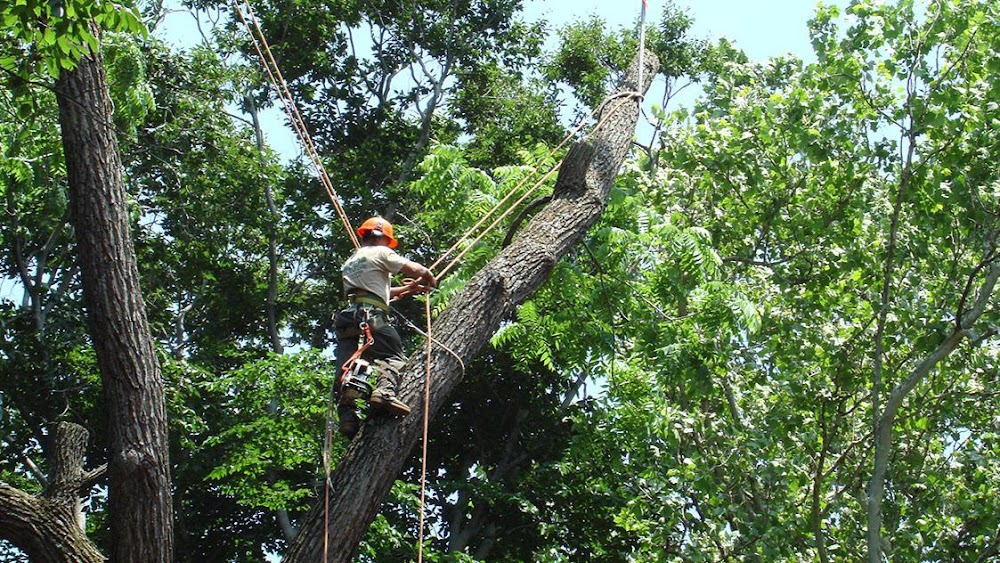 Mead Tree & Turf Care Inc