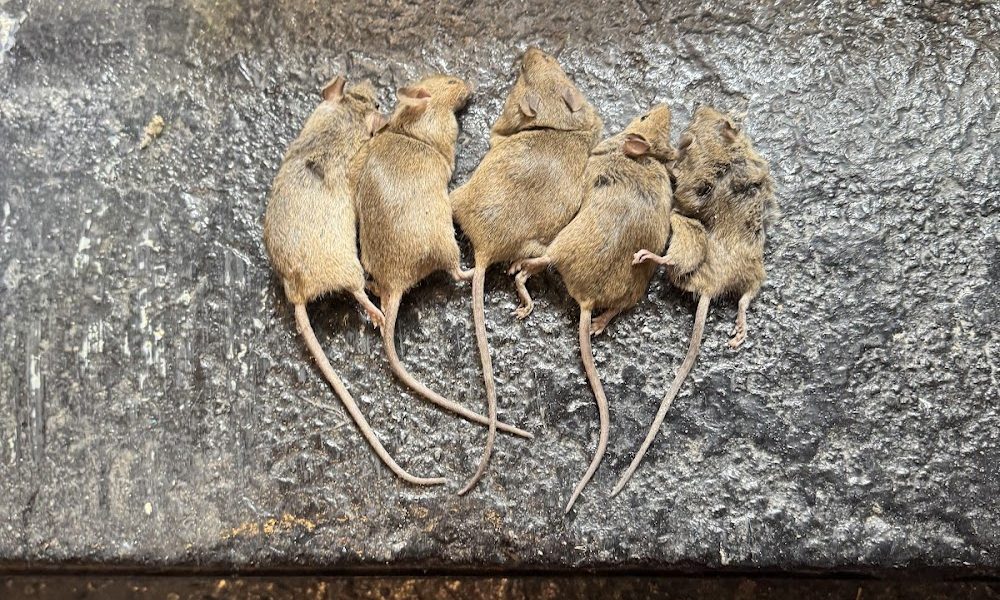 Peak Pest Management