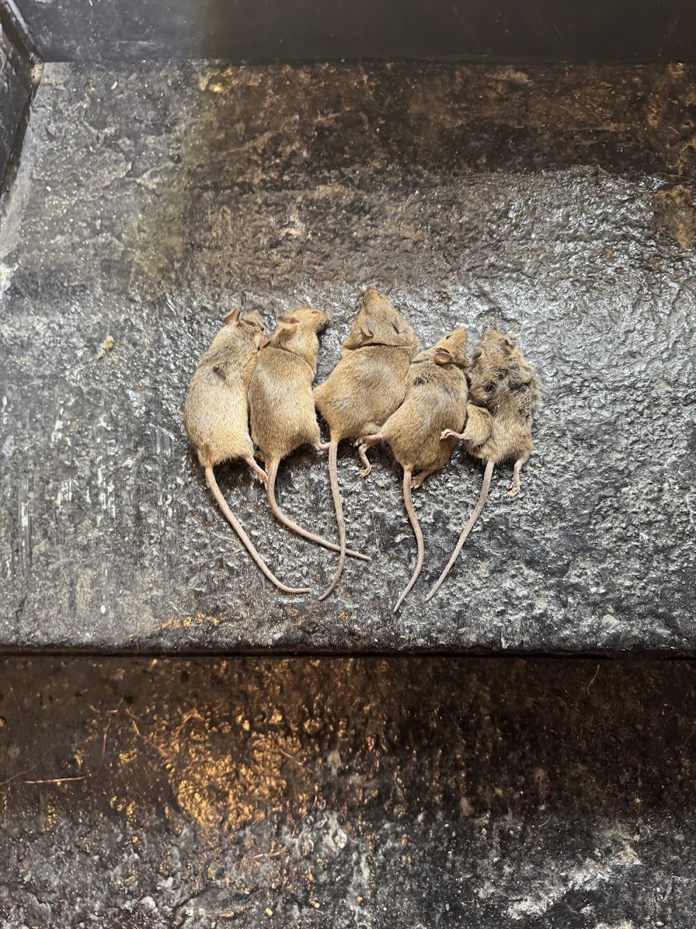 Peak Pest Management