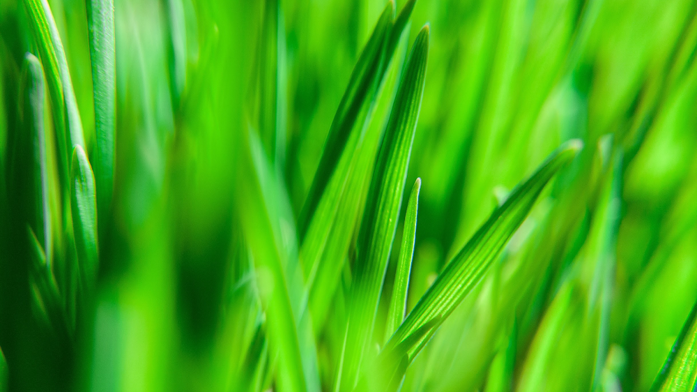 Stewart Bros. Turf, LLC