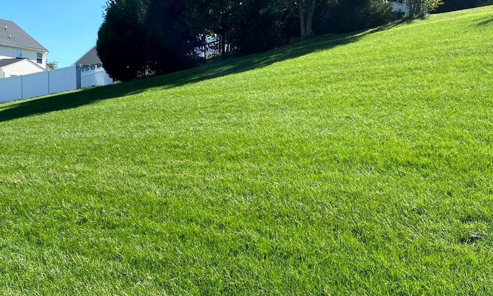 Superior Lawn Management