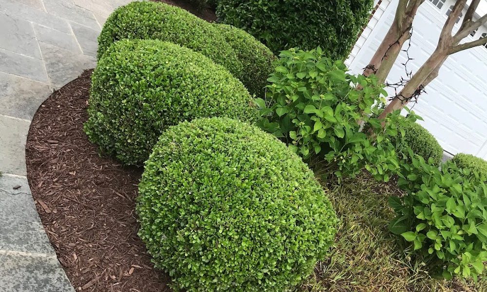 TINO LANDSCAPING LLC