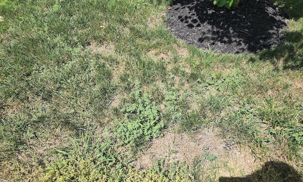 TLC Landscaping & Lawncare