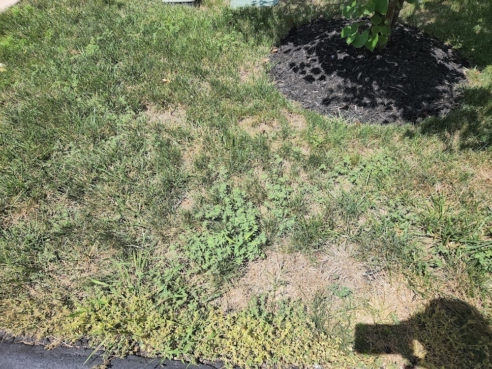 TLC Landscaping & Lawncare