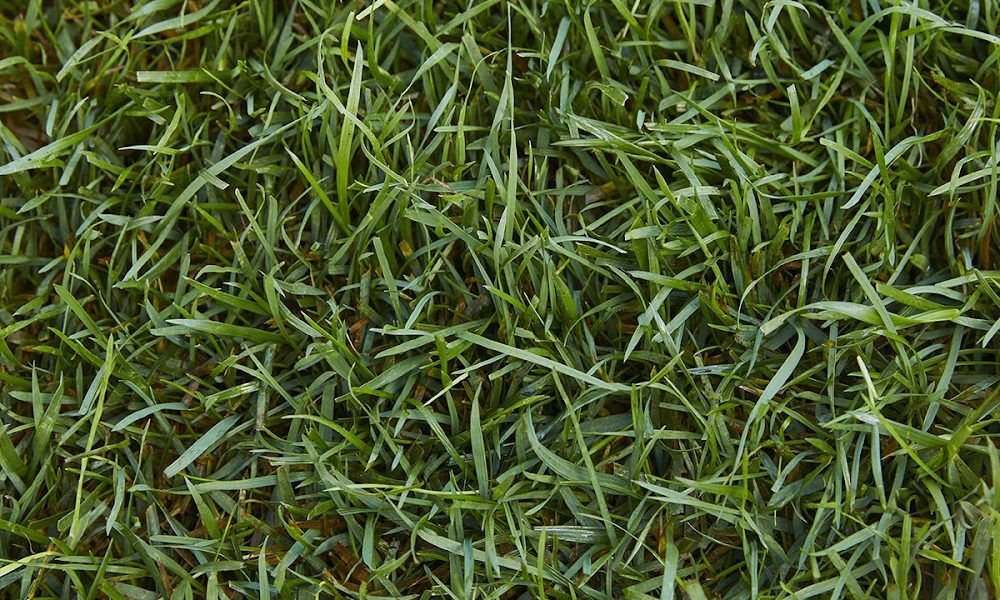 TruGreen Lawn Care