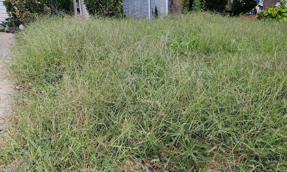 TruGreen Lawn Care