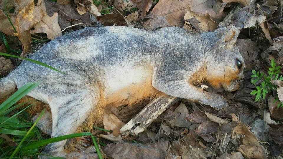 Wildlife Exterminator Baltimore