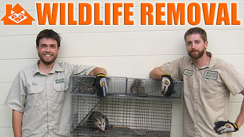 Wildlife Removal Baltimore