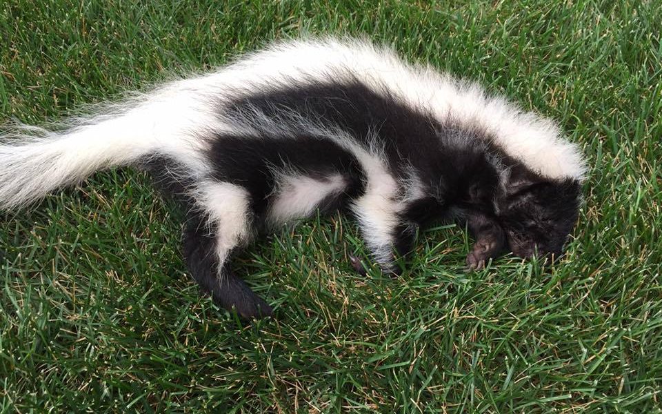 Wildlife Removal Washington DC