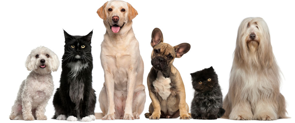 Animal Clinic of Buena