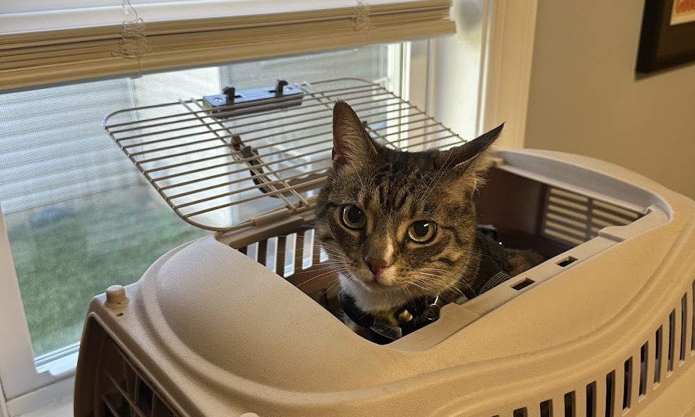 Mid Atlantic Cat Hospital