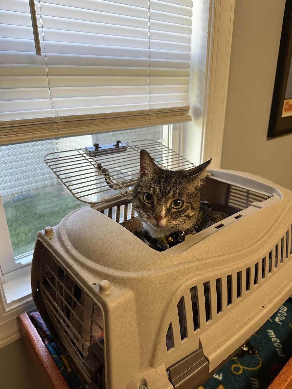 Mid Atlantic Cat Hospital