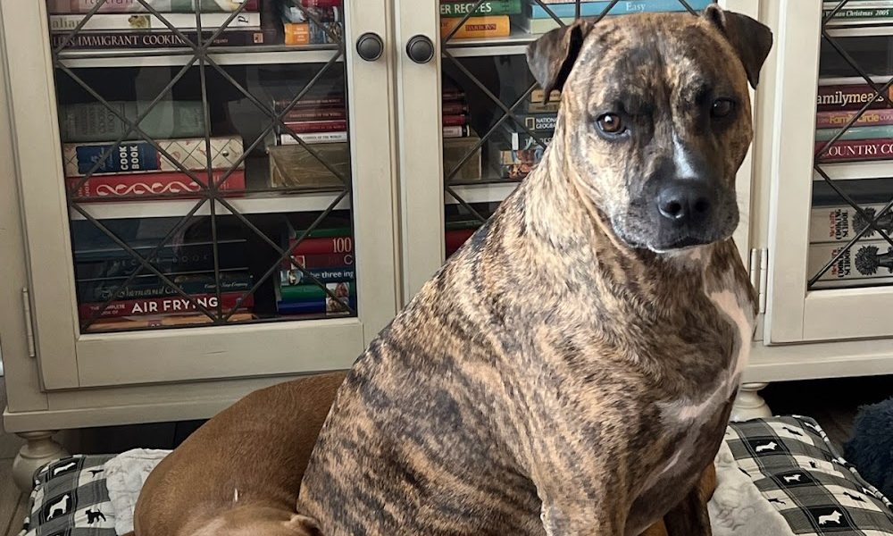Rehoboth Beach Animal Hospital