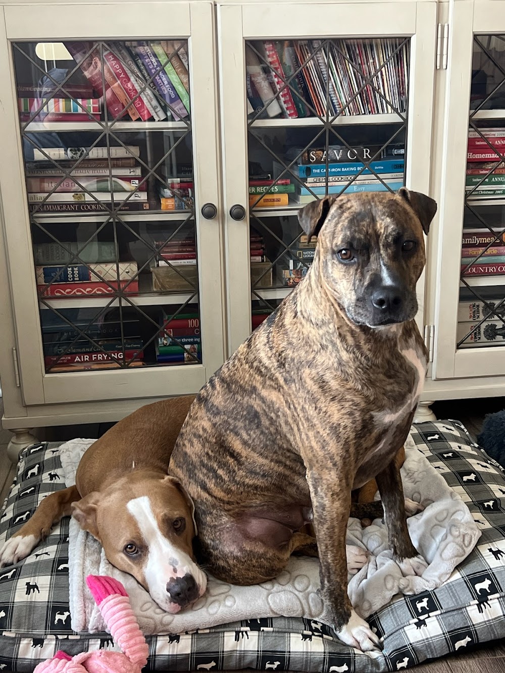 Rehoboth Beach Animal Hospital